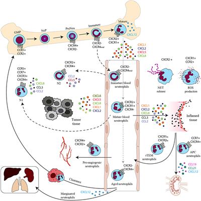 Multiple Roles for Chemokines in Neutrophil Biology